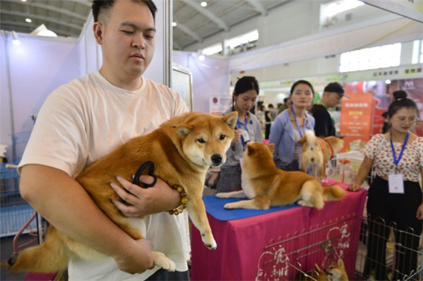 快來(lái)“吸貓吸狗”!第六屆昆明東盟寵物博覽會(huì)開(kāi)幕了 快來(lái)“吸貓吸狗”!第六屆昆明東盟寵物博覽會(huì)開(kāi)幕了