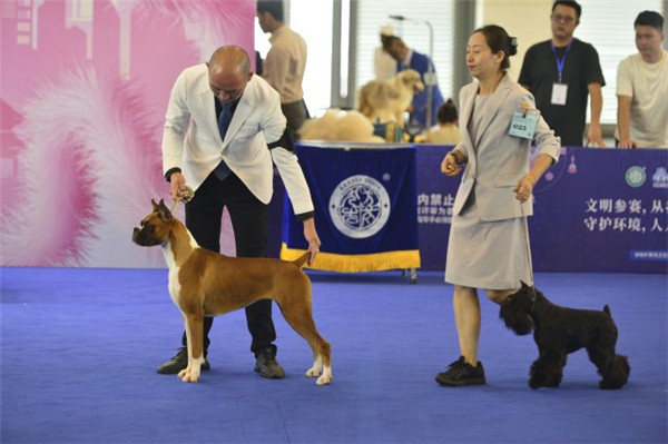 快來(lái)“吸貓吸狗”!第六屆昆明東盟寵物博覽會(huì)開(kāi)幕了 快來(lái)“吸貓吸狗”!第六屆昆明東盟寵物博覽會(huì)開(kāi)幕了