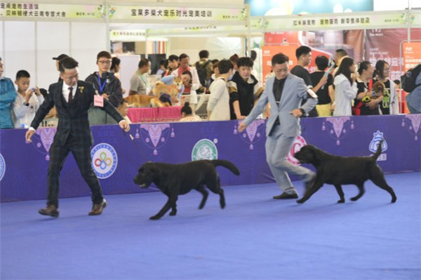 快來(lái)“吸貓吸狗”!第六屆昆明東盟寵物博覽會(huì)開(kāi)幕了 快來(lái)“吸貓吸狗”!第六屆昆明東盟寵物博覽會(huì)開(kāi)幕了