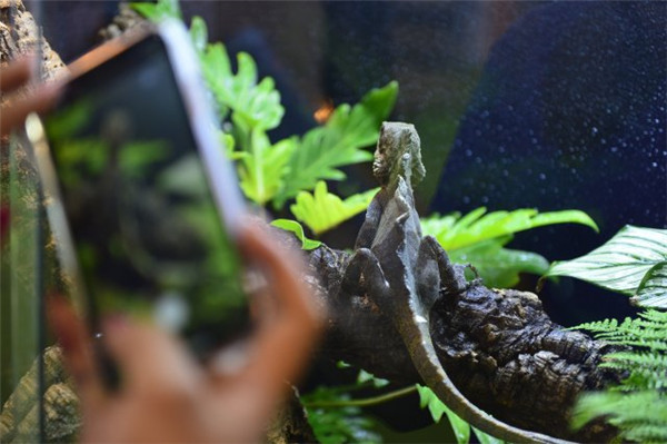 快來(lái)“吸貓吸狗”!第六屆昆明東盟寵物博覽會(huì)開(kāi)幕了 快來(lái)“吸貓吸狗”!第六屆昆明東盟寵物博覽會(huì)開(kāi)幕了