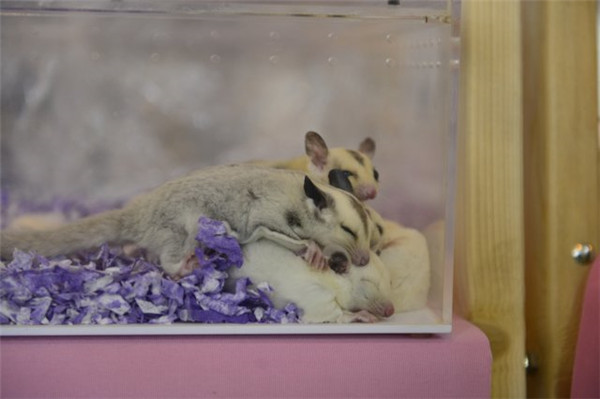 快來(lái)“吸貓吸狗”!第六屆昆明東盟寵物博覽會(huì)開(kāi)幕了 快來(lái)“吸貓吸狗”!第六屆昆明東盟寵物博覽會(huì)開(kāi)幕了