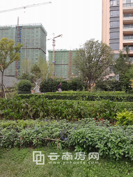 Ϳ@16＾ȱPurƪܚgӭ ȥ