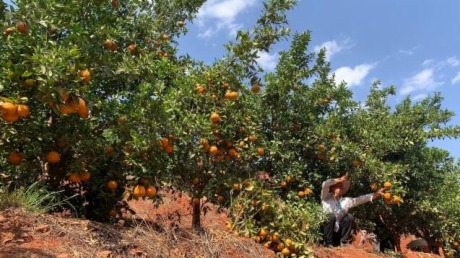 美好生活在云南|昆明東川拖布卡水果上市了